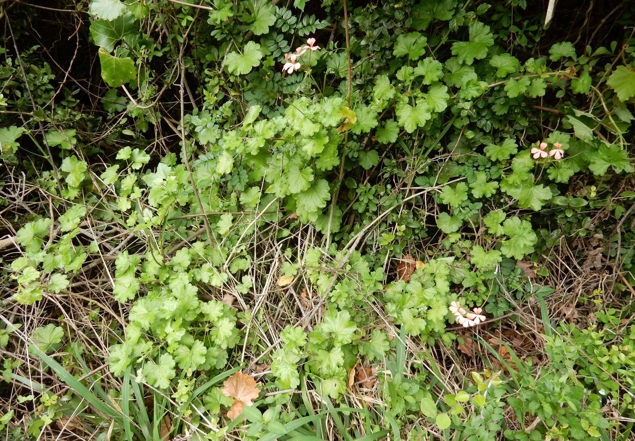 Image of Pelargonium frutetorum R. A. Dyer