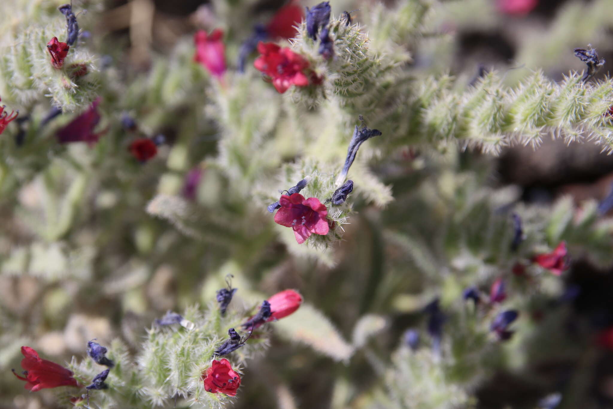 Image of Echium rauwolfii Del.