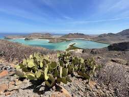 Opuntia comonduensis resmi