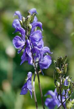 Plancia ëd <i>Aconitum soongaricum</i>