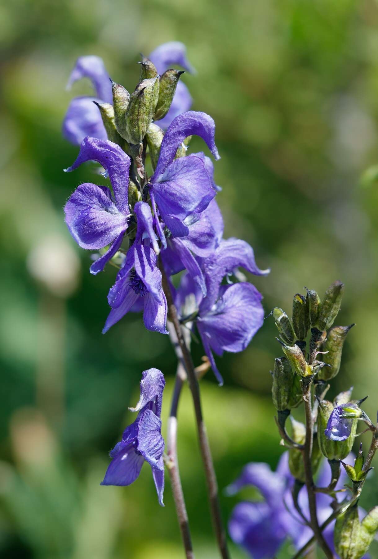 Sivun <i>Aconitum soongaricum</i> kuva