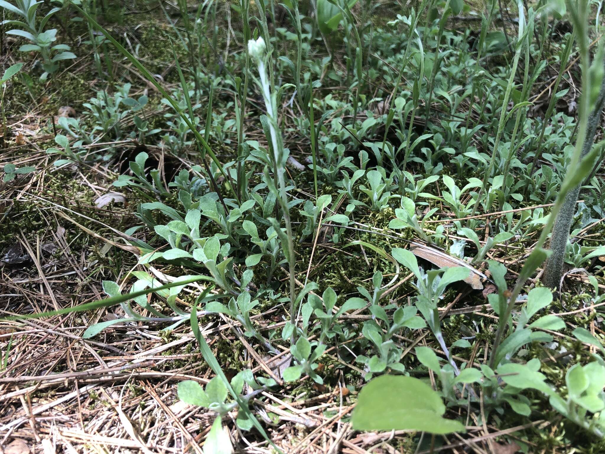 Image de Antennaria howellii subsp. petaloidea (Fern.) R. J. Bayer