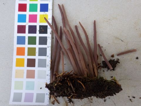 Image of Alloclavaria