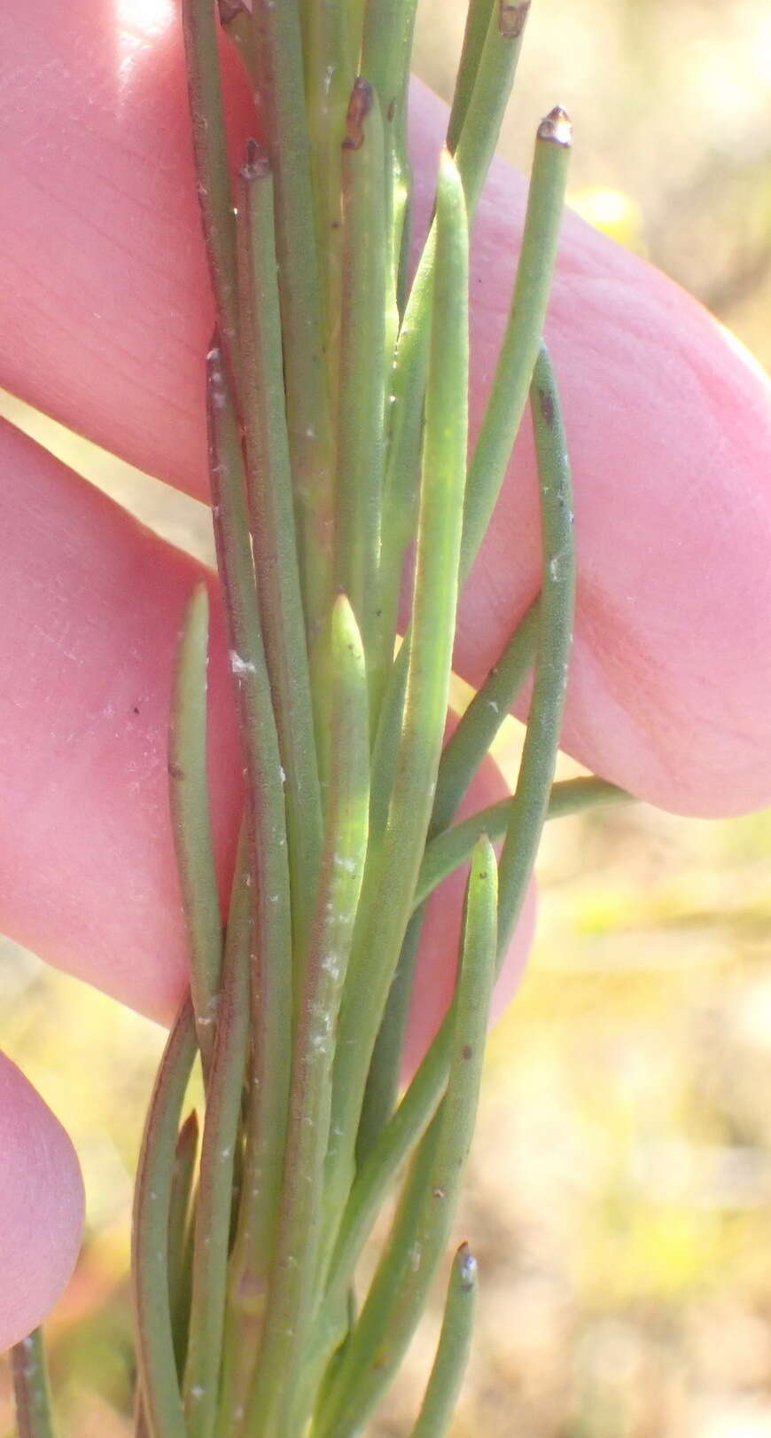 Image of Athanasia linifolia Burm. fil.