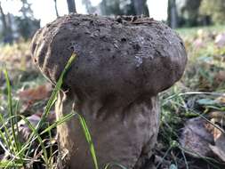 Imagem de Lycoperdon excipuliforme (Scop.) Pers. 1801