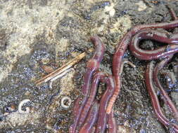 Image of Earthworm