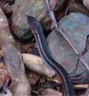 Image of Black-headed Collared Snake