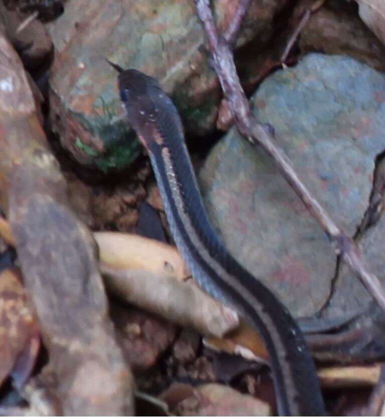 Imagem de Sibynophis melanocephalus (Gray 1835)