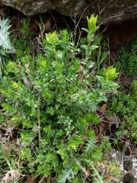 Image of Micromeria myrtifolia Boiss. & Hohen.