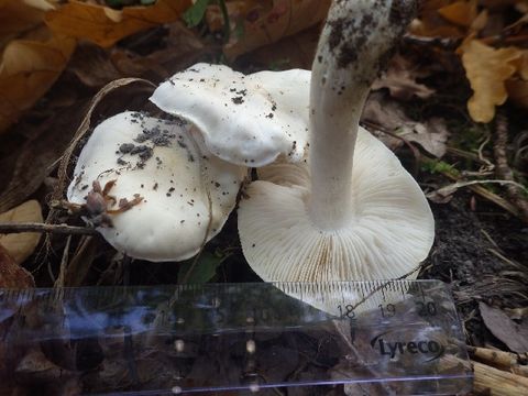 539.nobas my1 0892 1411044970 jpg.580x360