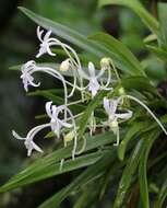 Image de Vanda falcata (Thunb.) Beer