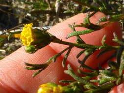 Image of Marasmodes trifida S. Ortiz