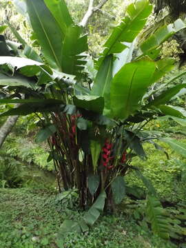 Image of Heliconia bourgaeana Petersen