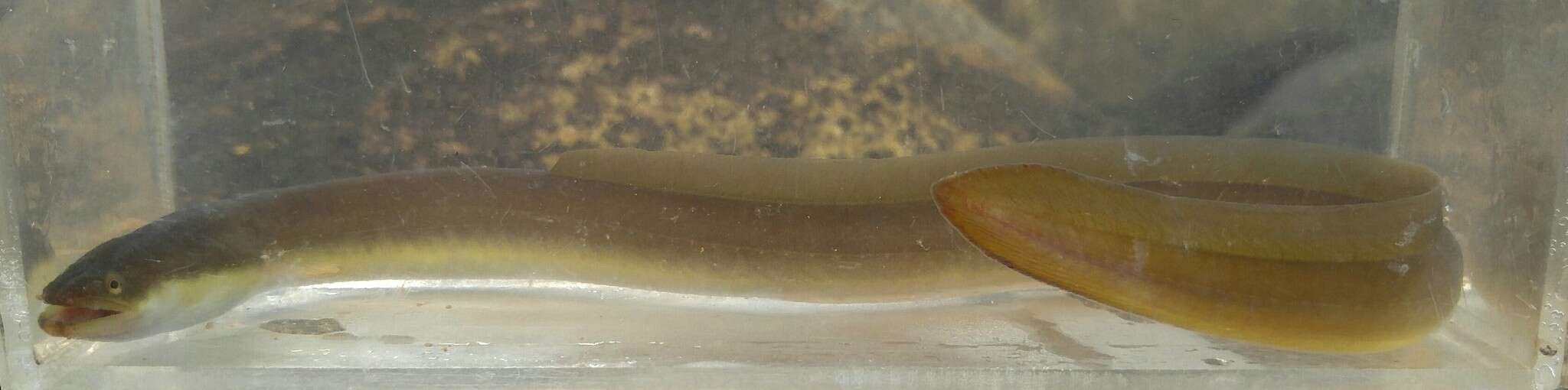 Image of Japanese Eel