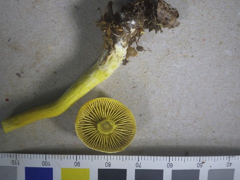 539.nobas my3 0339 1411066388 jpg.580x360