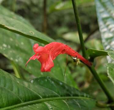 Image of Ruellia fulgens (Bremek.) E. A. Tripp