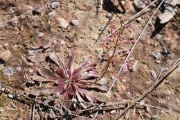 Stylidium eriorrhizum R. Br. resmi