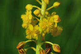 Image of Bulbine angustifolia Poelln.