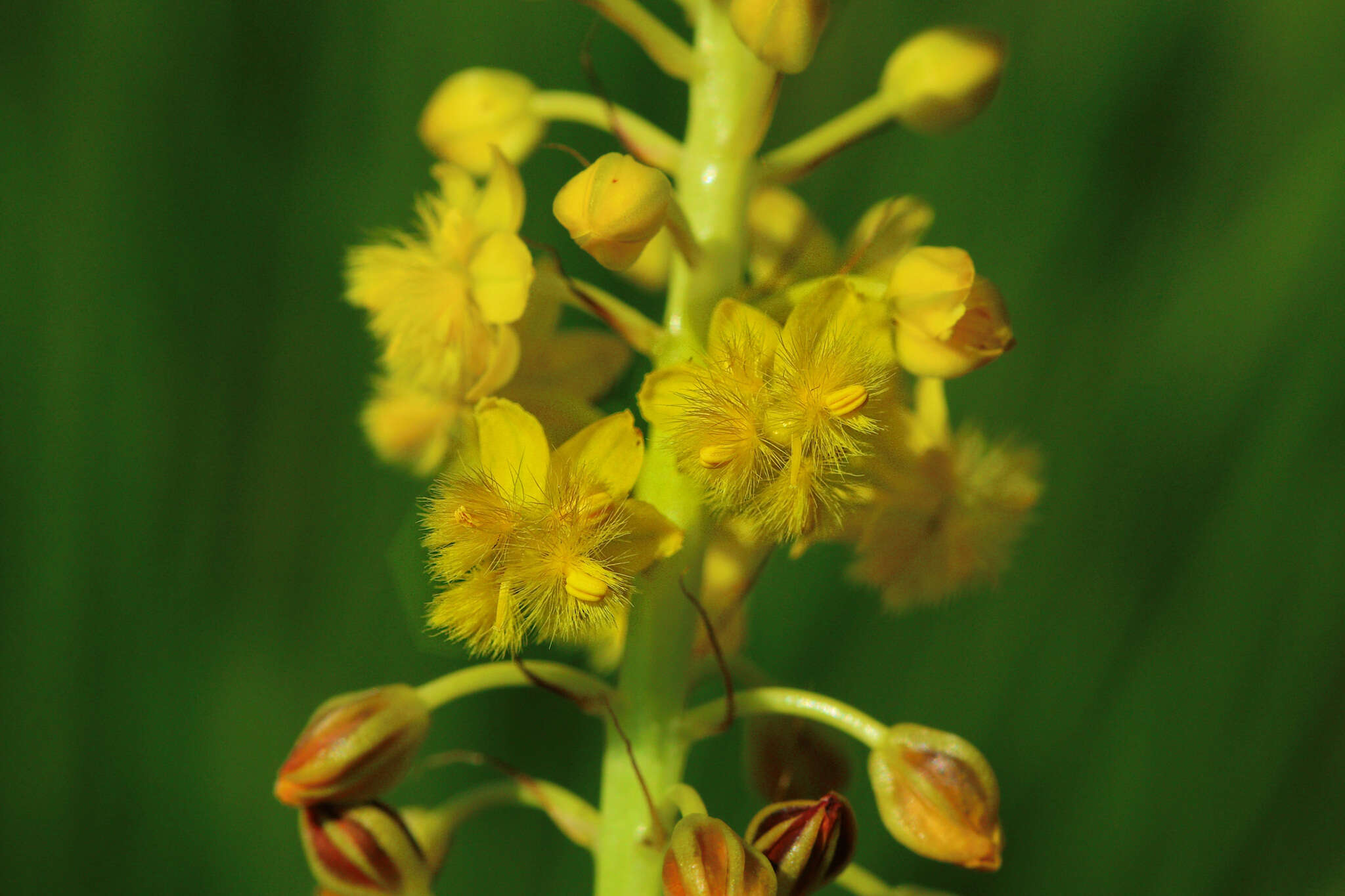 Image of Bulbine angustifolia Poelln.