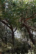 Image of blue-leaf stringybark