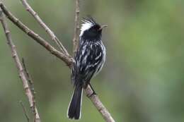 Image of Black-crested Tit-Tyrant