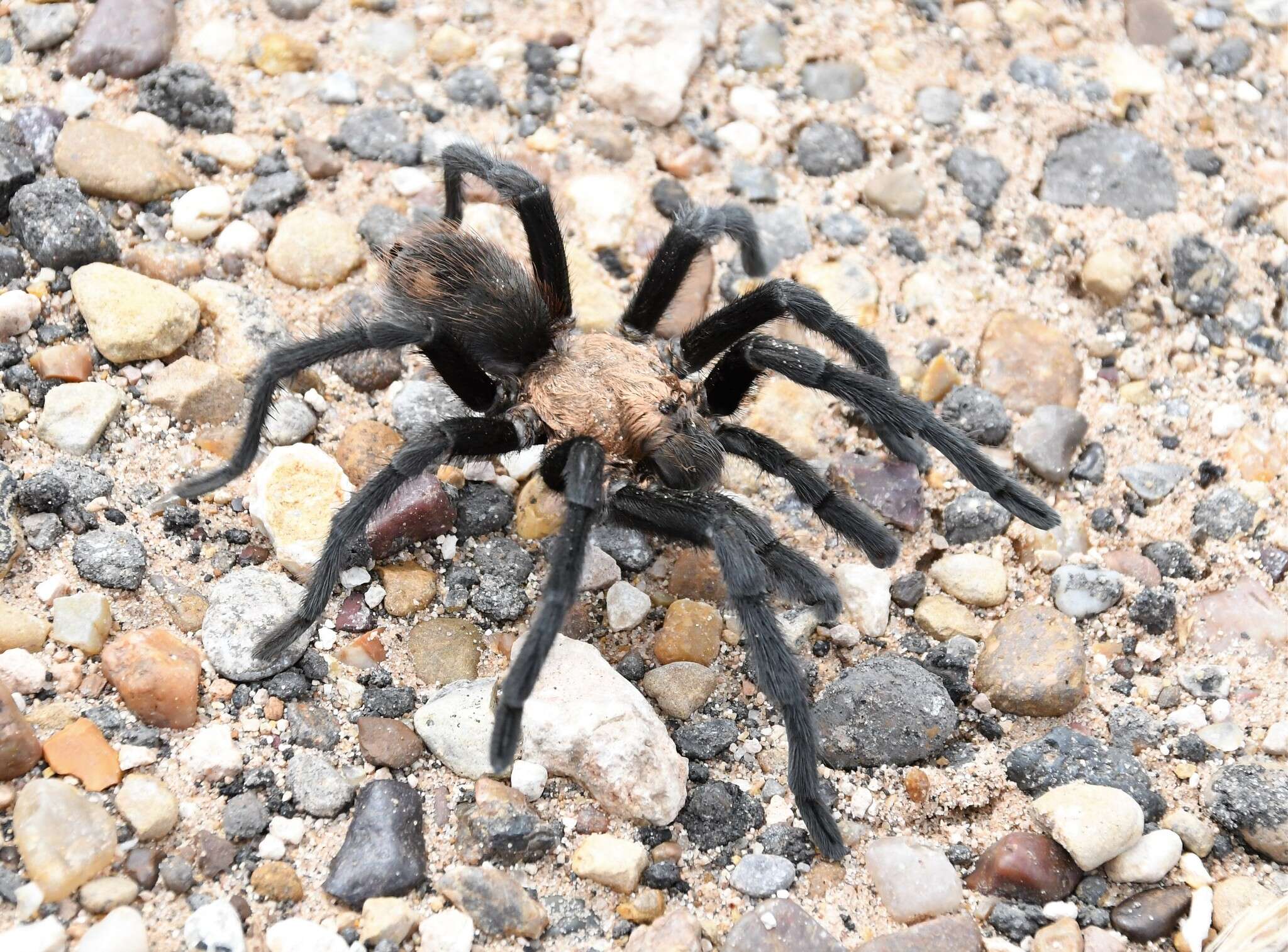 Image of Aphonopelma armada (Chamberlin 1940)