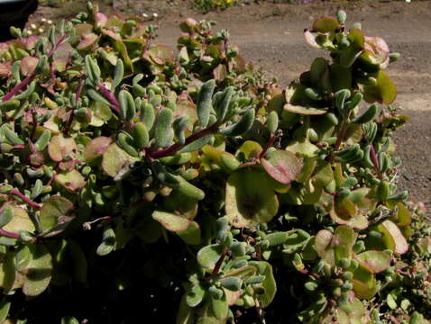 Image of Tetragonia sarcophylla Fenzl