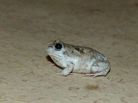 Image of Peters' four-eyed frog