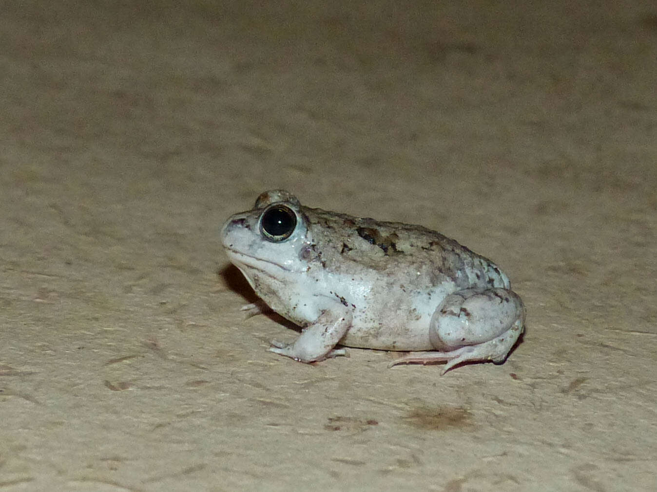 Image of Peters' four-eyed frog