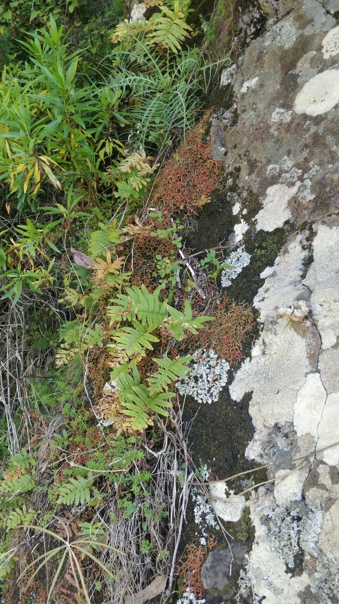 Polypodium cambricum subsp. macaronesicum (Bobrov) Fraser-Jenkins的圖片