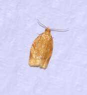 Image of Clepsis metalleta