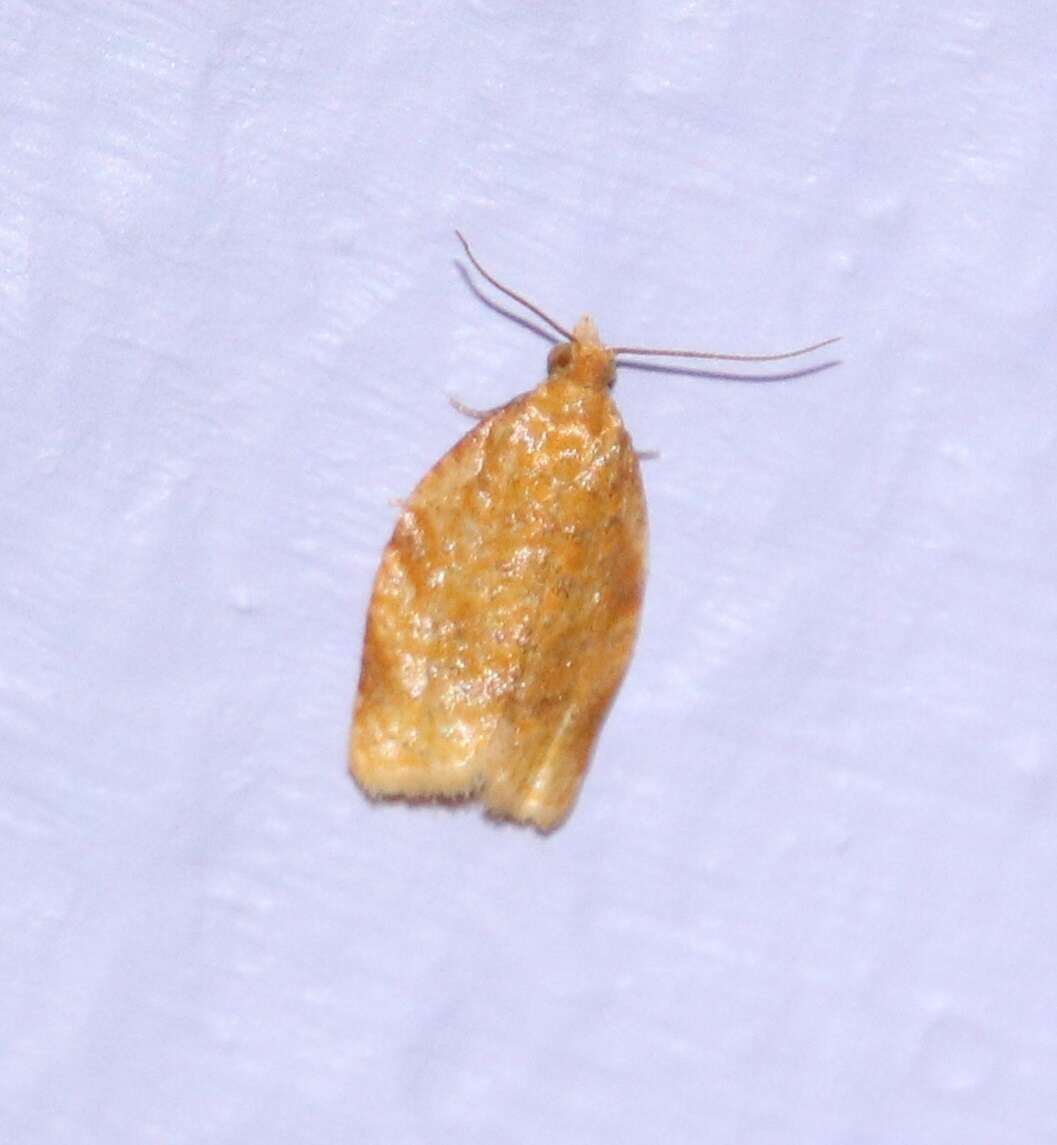 Image of Clepsis metalleta