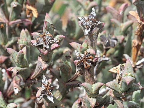 Image of Ruschia perfoliata (Mill.) Schwant.