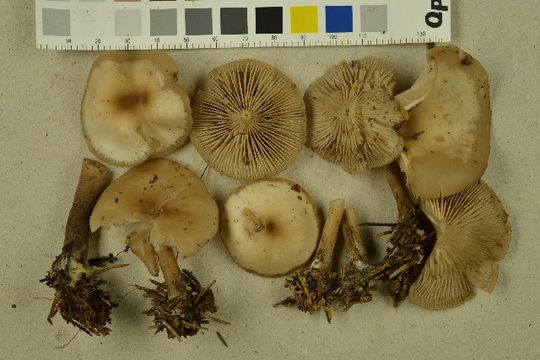 539.nobas my4 0061 1413298576 jpg.580x360