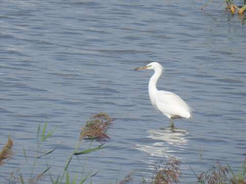 Image of Chinese Egret