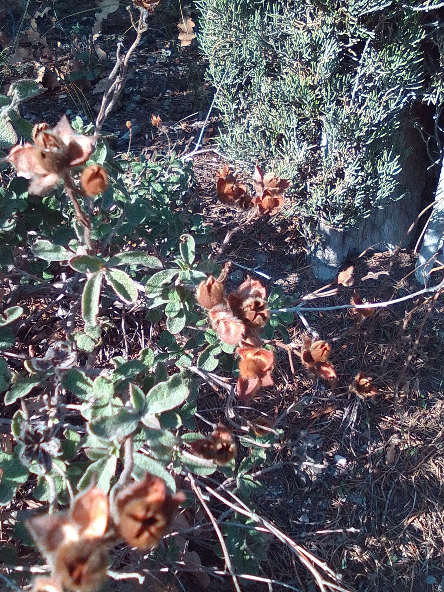 Imagem de Cistus creticus subsp. creticus