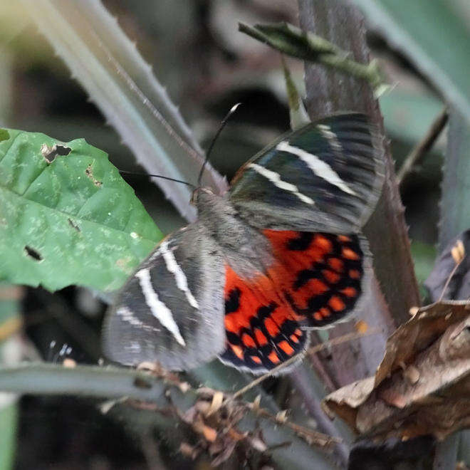 Image of Castnia invaria