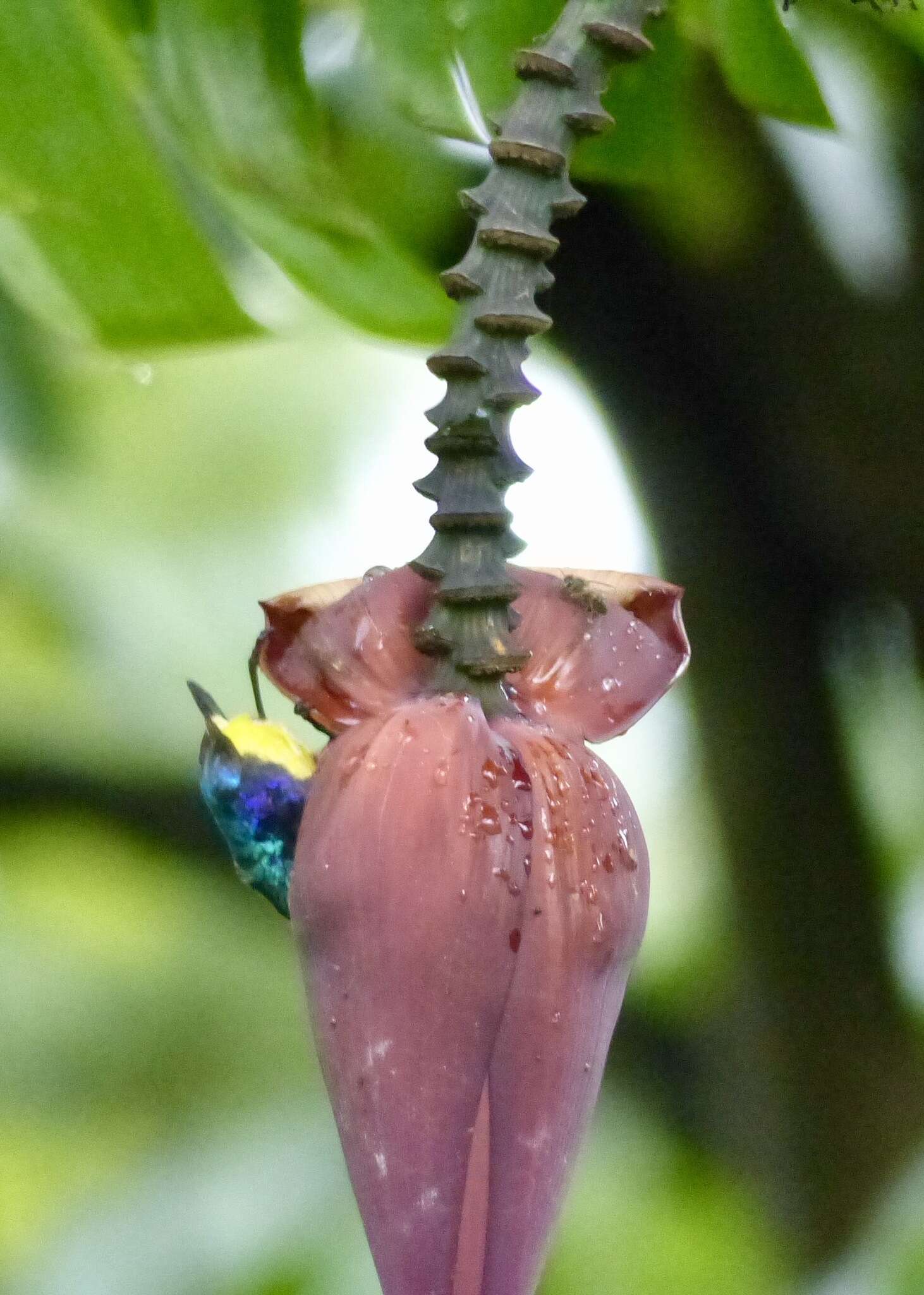 Cinnyris venustus (Shaw 1799) resmi