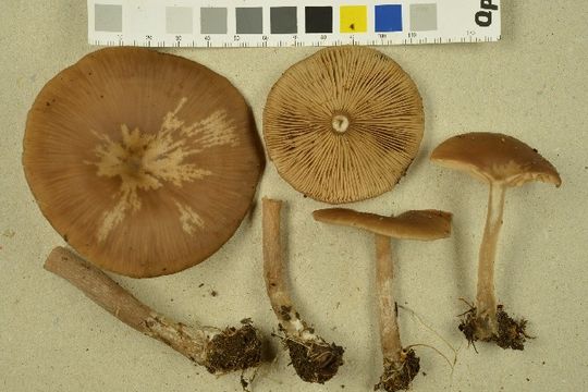 539.nobas my4 0095 1415314528 jpg.580x360