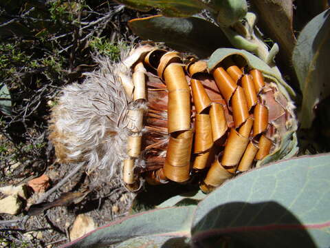 Слика од Protea magnifica Andr.