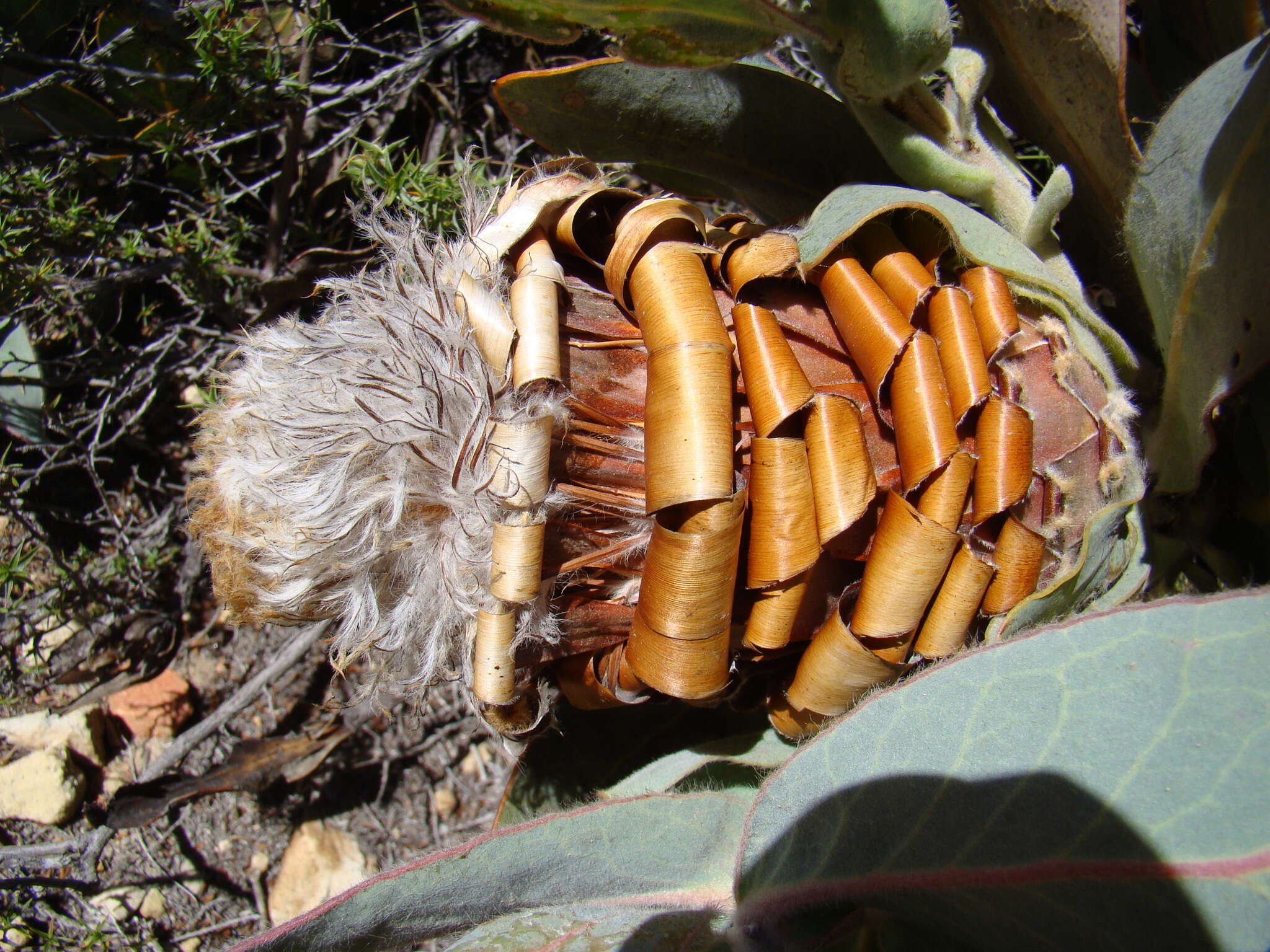 Слика од Protea magnifica Andr.