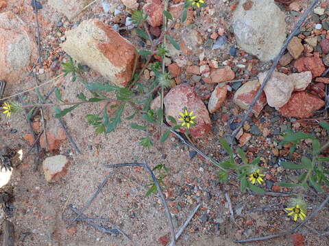 Image of Gorteria personata L.