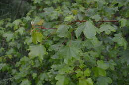 Sivun Acer platanoides subsp. turkestanicum (Pax) P. C. de Jong kuva