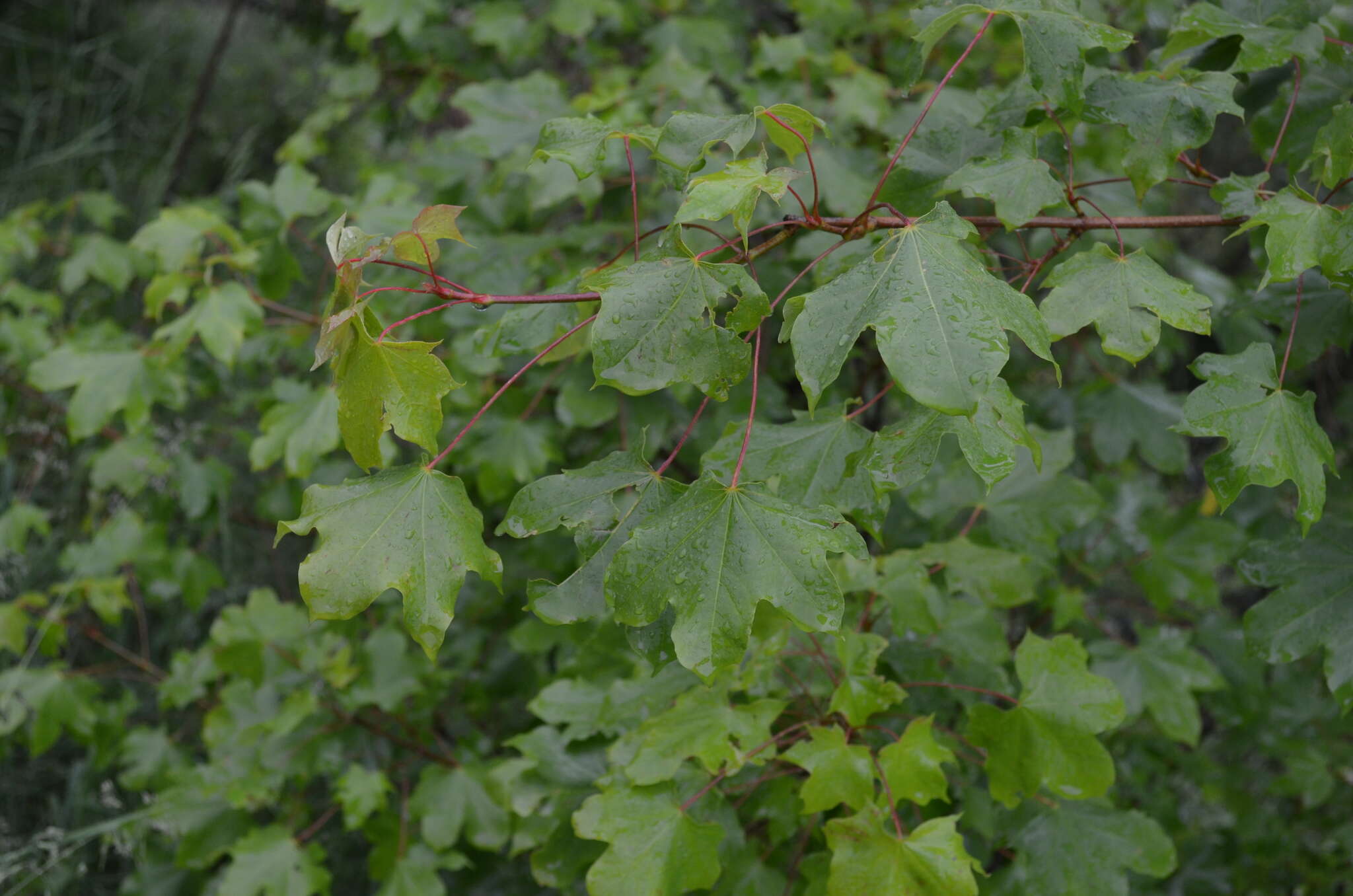 Image of Acer platanoides subsp. turkestanicum (Pax) P. C. de Jong