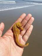 Image of Common seahorse