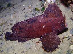 Image of Cockatoo fish