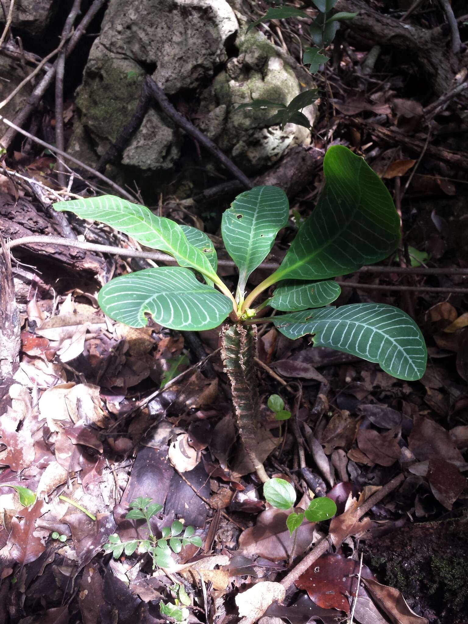 Euphorbia leuconeura Boiss. resmi