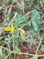 Image of Crotalaria damarensis Engl.