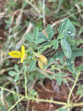 Image of Crotalaria damarensis Engl.