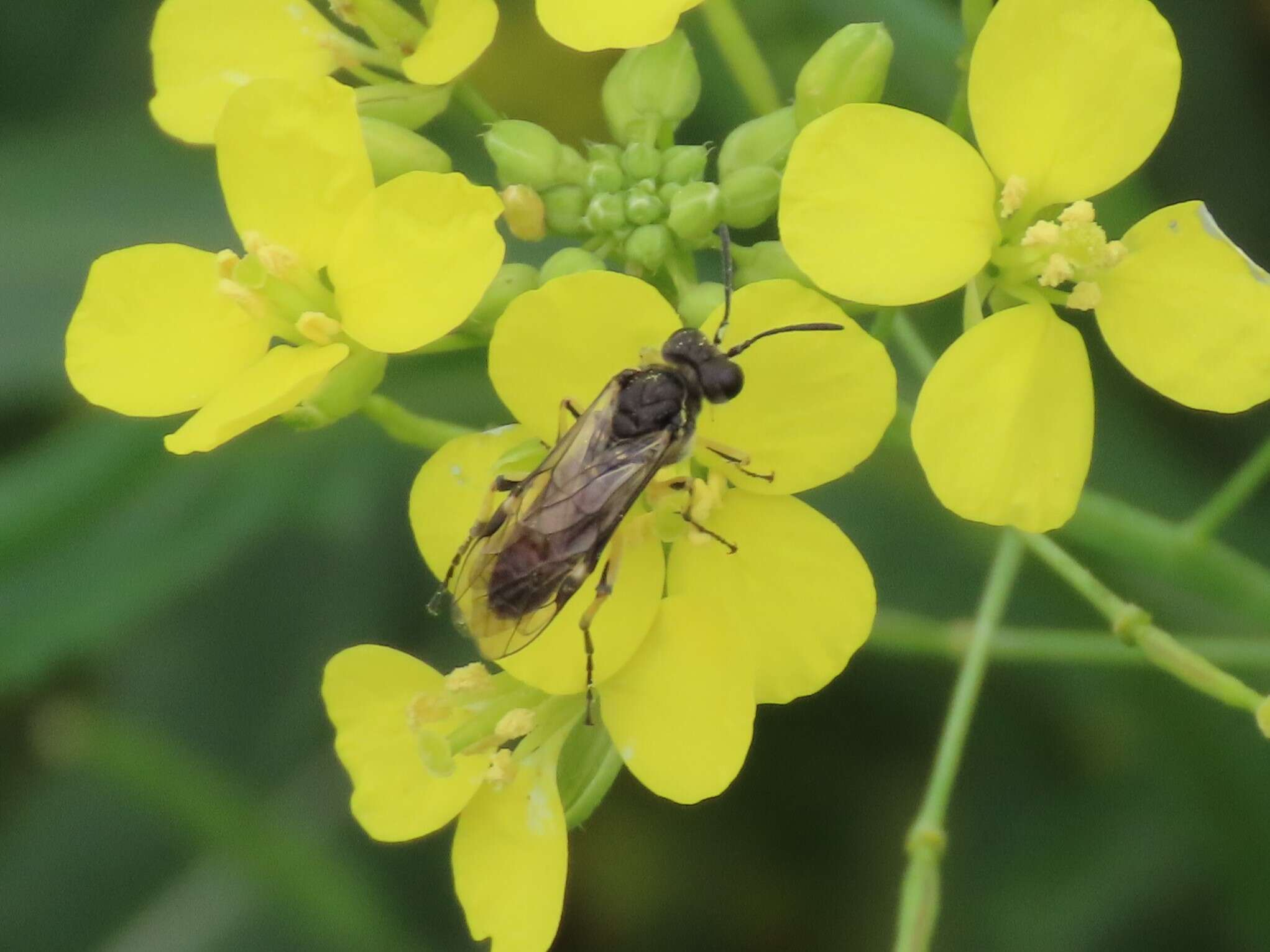 Image of <i>Tenthredo limbalis</i>